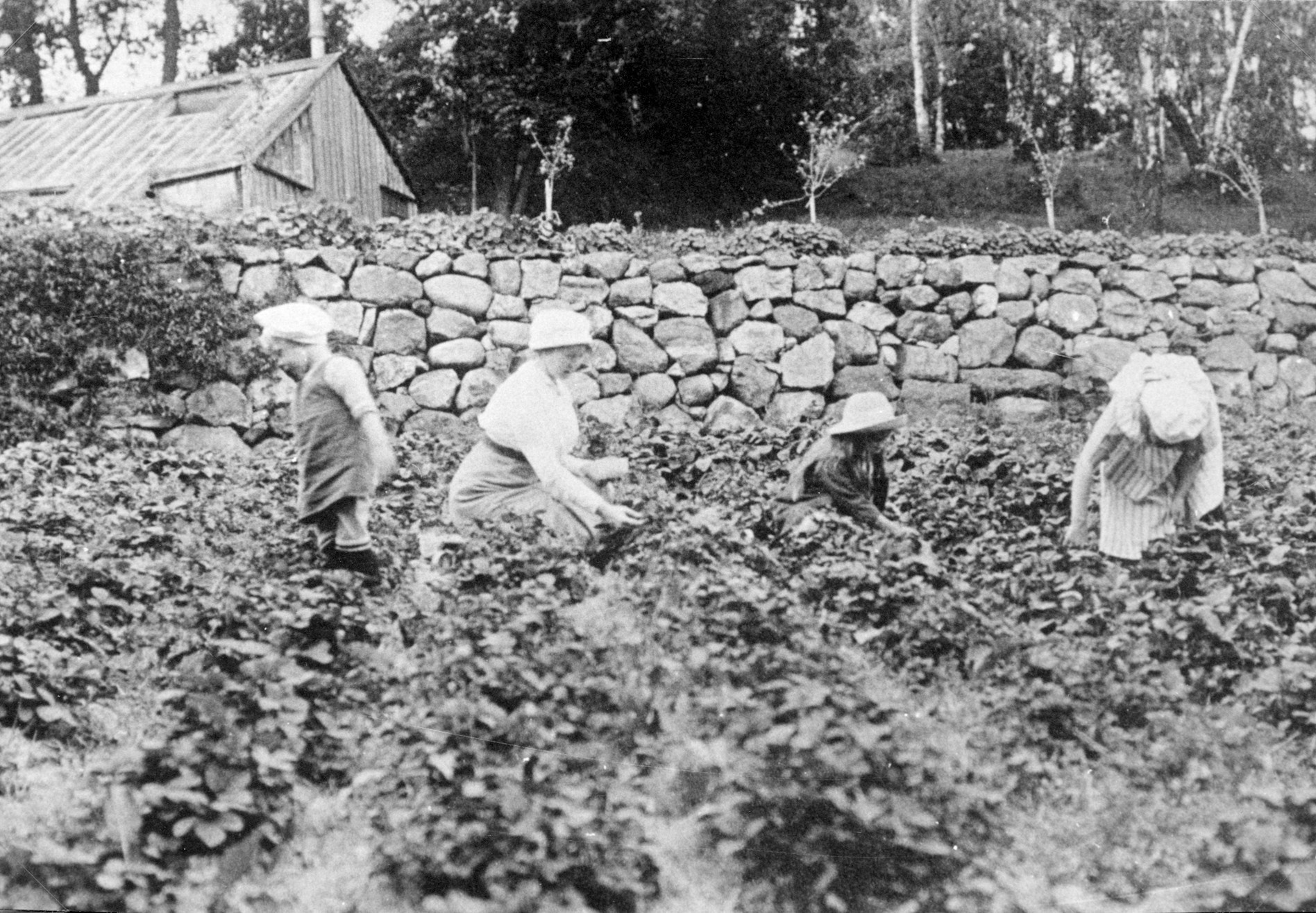 En vuxen och tre barn som plockar jordgubbar på Tumba bruk.
