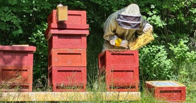 A beekeeper cares for beehives