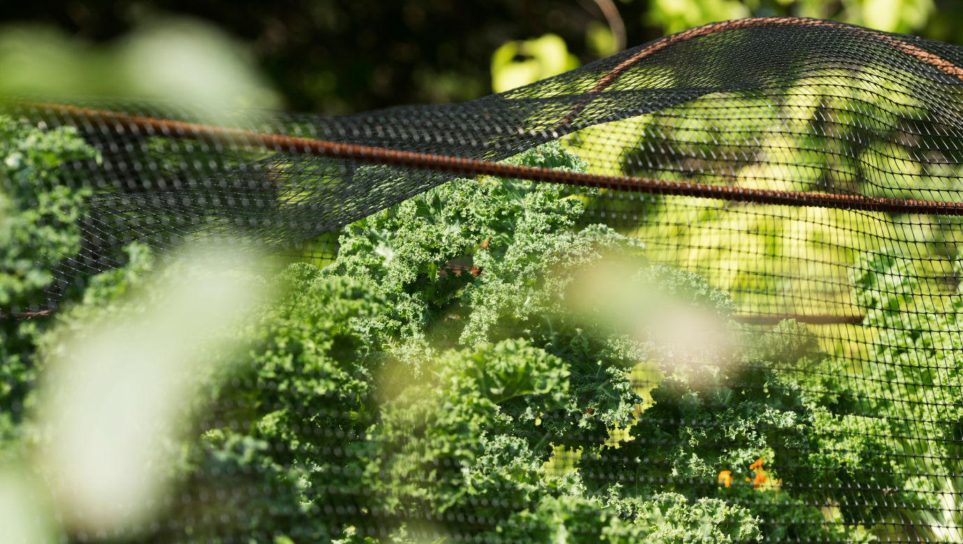 Kale growing under a net in a garden