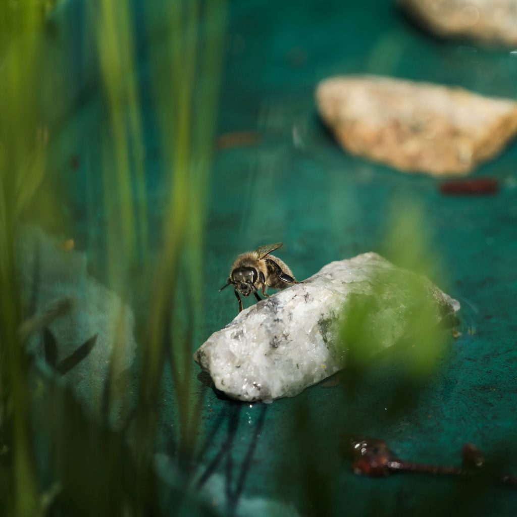 Ett bi vilar på en sten