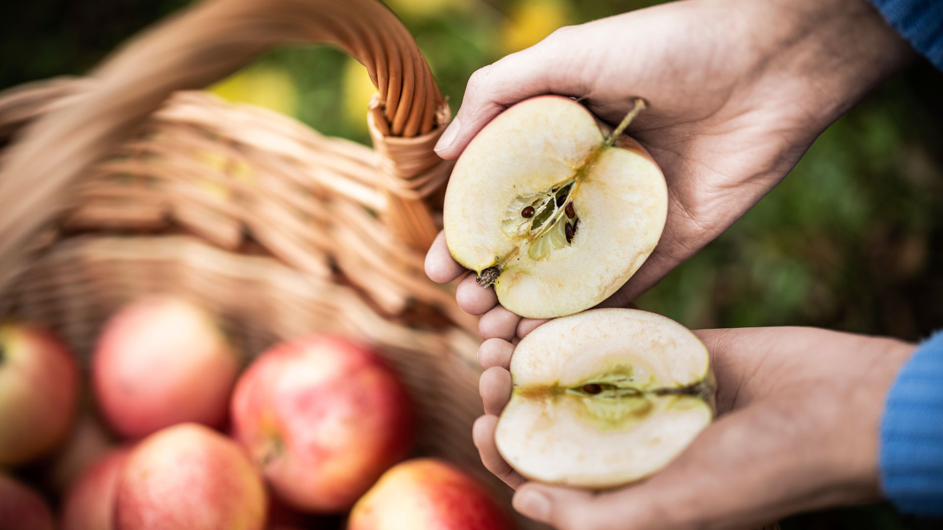 Händer håller ett delat äpple över en flätad korg.