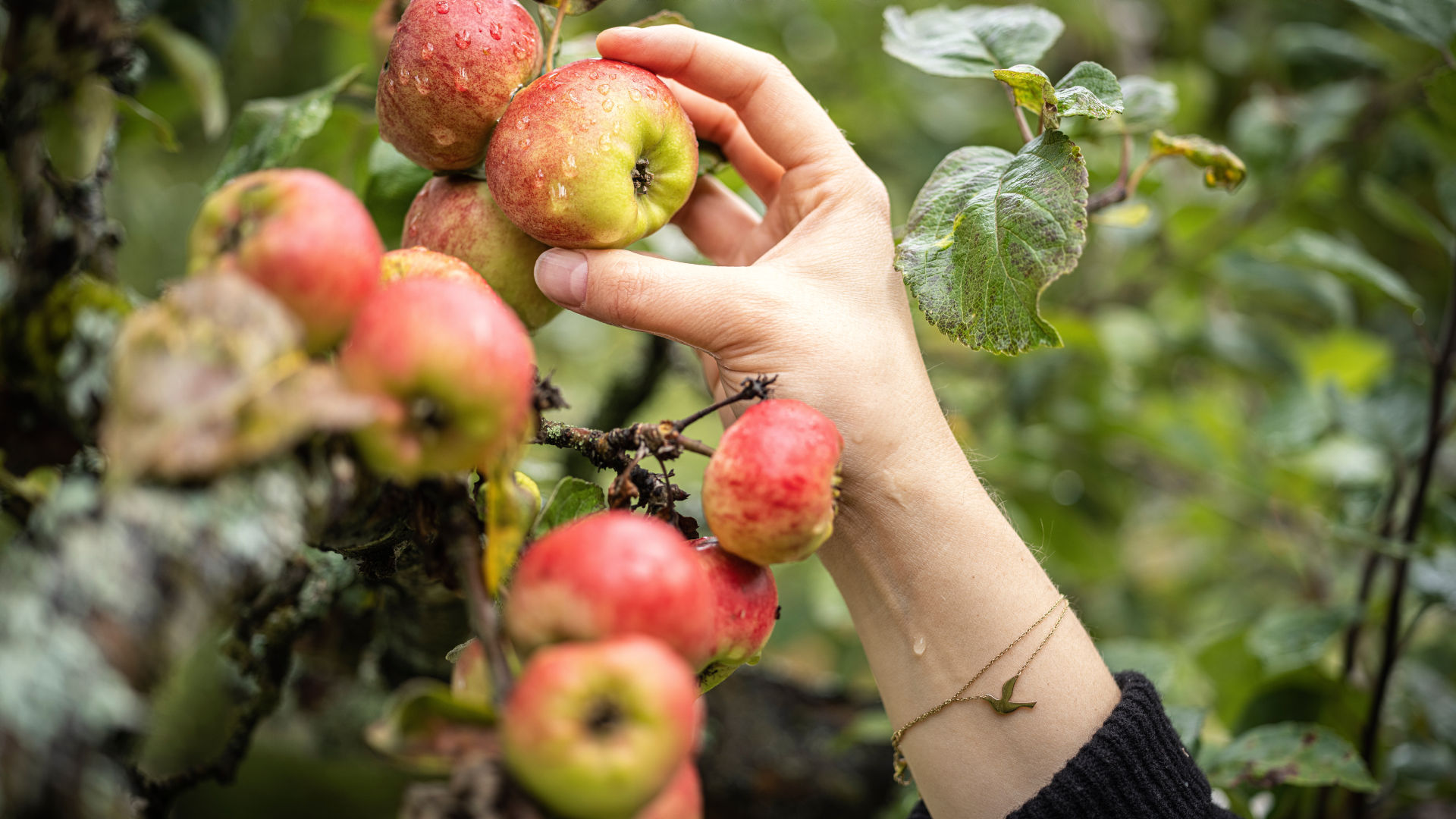 Hand plockar ett äpple från ett träd