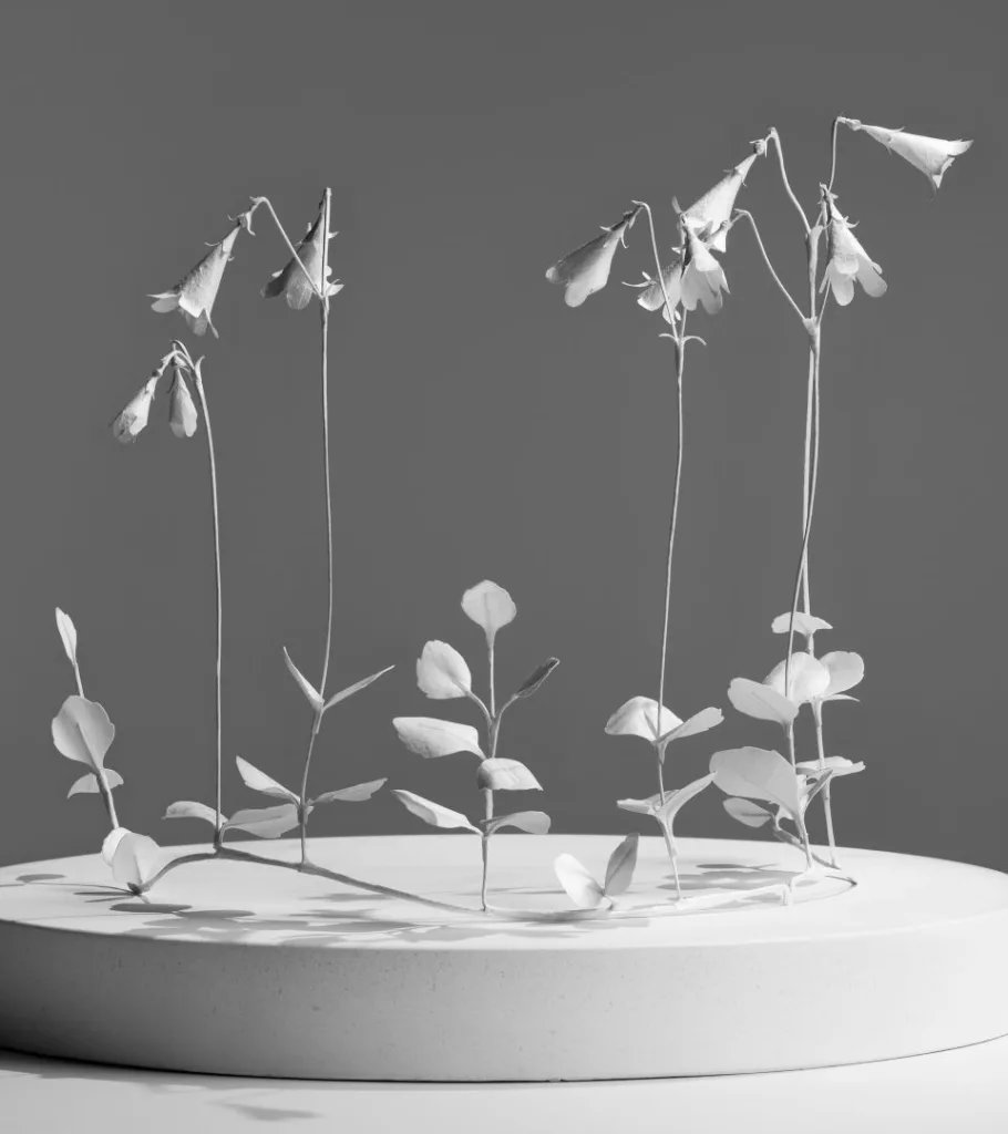 Paper flower sculpture by Cecilia Levy