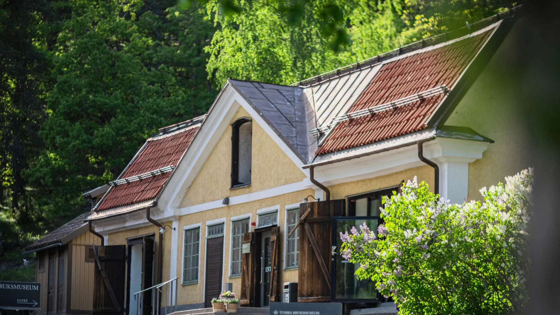 Museets gula hus med syrénbuske