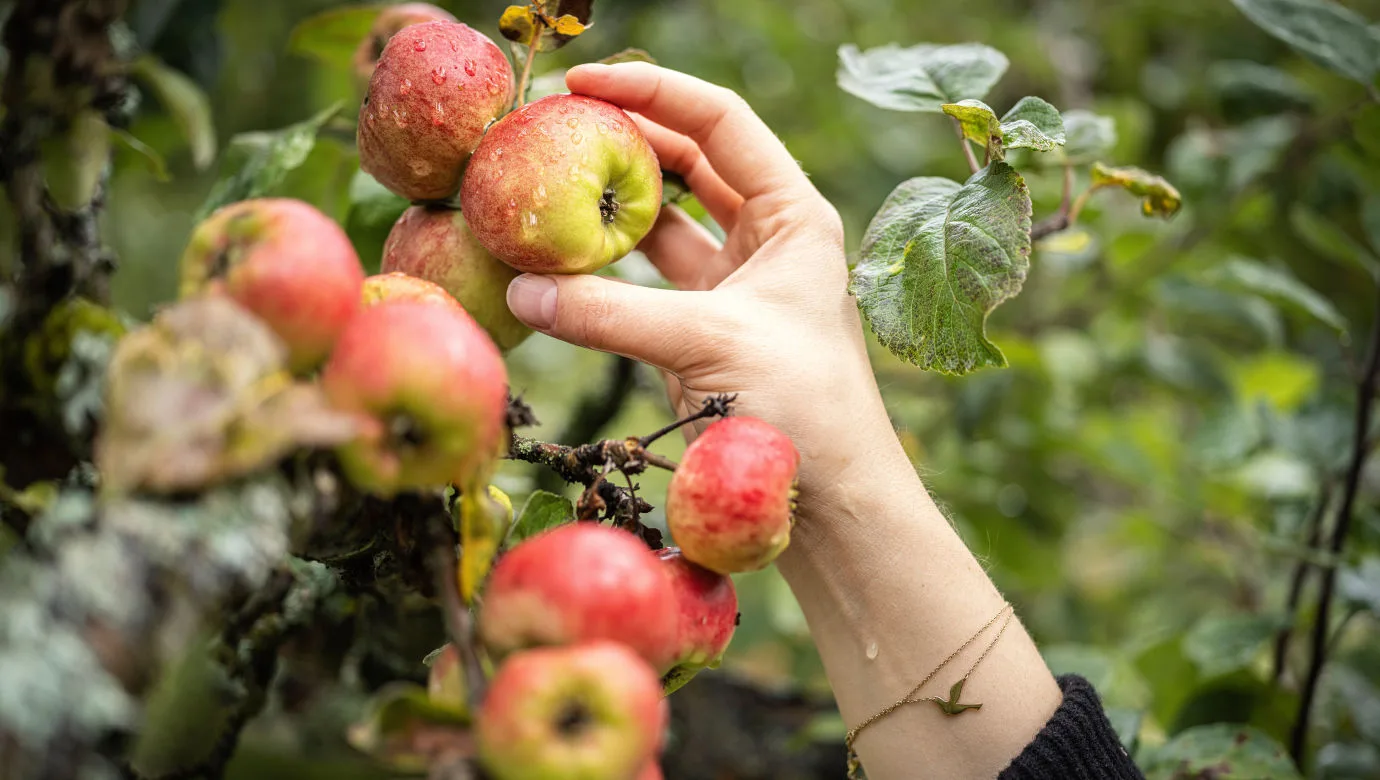 En hand som tar ett äpple från ett träd.