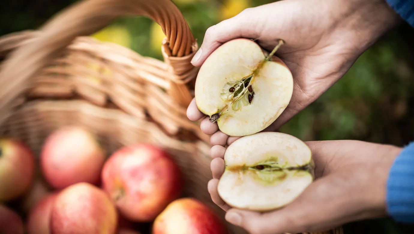 En person som håller upp en halverat äpple. I bakgrunden syns en korg fylld med röda äpplen.